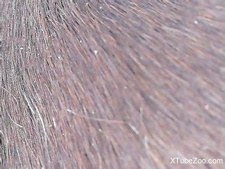 zooube|Brand New Animal Porn Clips, Fresh & Free Bestiality Videos.